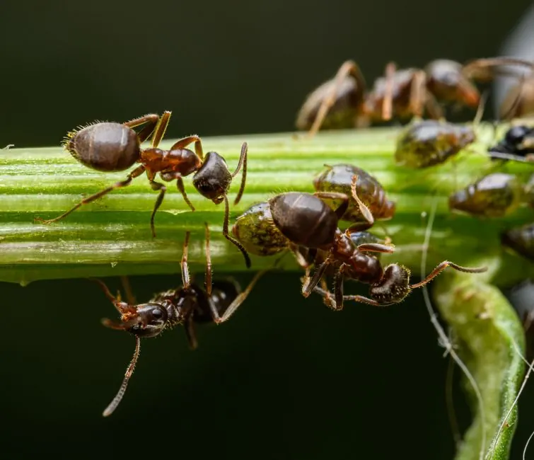 Close-up image of ants interacting on a plant stem, showcasing insect behavior.