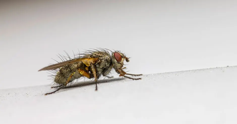 Close-up of a housefly with detailed texture on a white backdrop.
