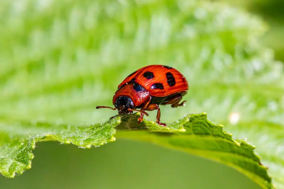 Close-up photo of a red leaf beetle on a vibrant green leaf outdoors.