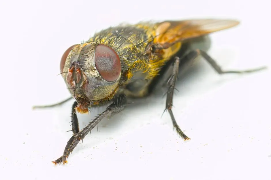 Local Experience With Alaska Wood-Destroying Insects