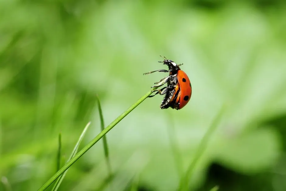 Residential pest control