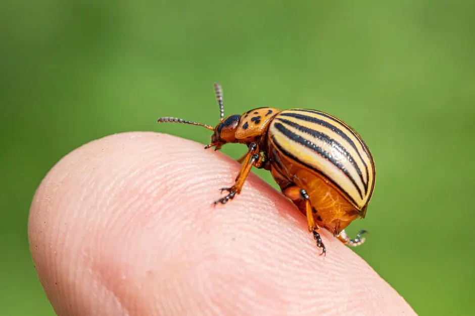 Residential pest control