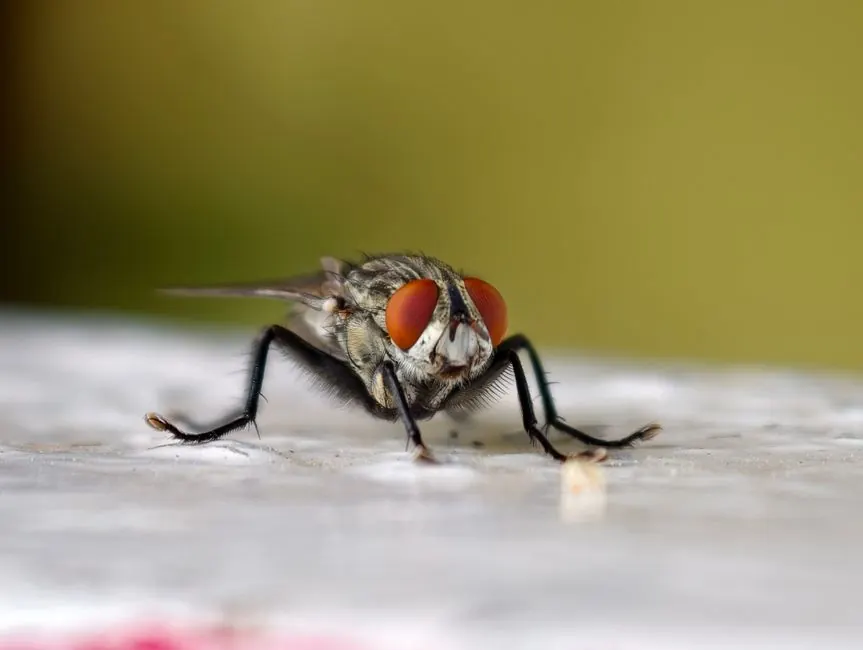Why Anchorage Homeowners Choose Our Mouse Removal